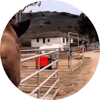 🙃 e1e515c6 horse, animal, stable, farm, equine, outdoors telegram sticker