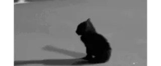 💔 1ee77931 猫, 黑猫, 小猫, 动物 telegram sticker