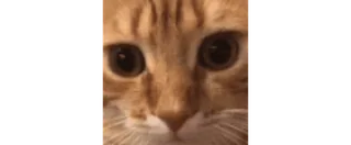 😳 295856f3 猫, 小猫, 动物, 宠物, 橘猫, 可爱, 眼睛 telegram sticker