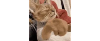 😒 2e2b2777 猫, 动物, 宠物, 搞笑, 可爱 telegram sticker