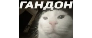 🗿 5734bed3 ГАНДОН 猫, 冒犯, 侮辱, 俄语 telegram sticker