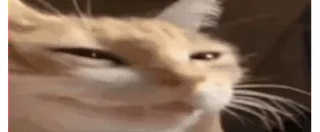 😁 57b3334e 猫, 搞笑, 表情包, 动物, 宠物 telegram sticker