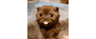 😜 5cb98db3 猫, 小猫, 可爱, 动物, 宠物, 舌头 telegram sticker