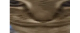 😡 6ce84185 猫, 动物, 梗, 搞笑, 宠物 telegram sticker