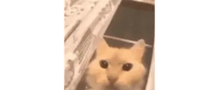 👻 6db32789 猫, 动物, 宠物, 小猫, 盒子, 可爱 telegram sticker