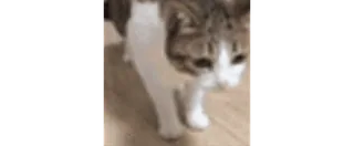 💀 a27a83c9 猫, 动物, 宠物, 家猫 telegram sticker