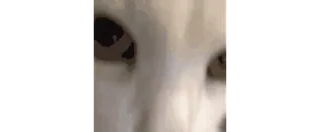 👍 a82633f9 telegram sticker