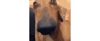 👀 af1f6ab8 狗, 动物, 可爱, 宠物, 搞笑, 梗, 肖像 telegram sticker