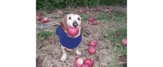 🍎 b0f0a1ea 狗, 苹果, 腊肠犬, 宠物, 动物, 可爱 telegram sticker