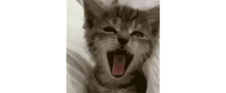 🥱 b4205ea9 猫, 小猫, 打哈欠, 动物, 宠物, 可爱, 家养 telegram sticker