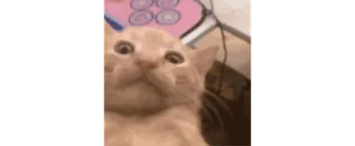 😫 bb15d07b 猫, 动物, 表情包, 搞笑, 可爱 telegram sticker