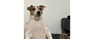 🫣 c071c359 狗, 宠物, 动物, 家畜, 搞笑, 肖像, 可爱 telegram sticker