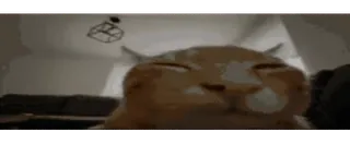 💣 c9f8e3ca 猫, 动物, 宠物, 表情包, 搞笑 telegram sticker