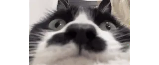 😶 d4e05e76 猫, 动物, 宠物, 家畜, 搞笑, 特写 telegram sticker