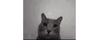 🖕 edcc0975 猫, 动物, 宠物, 可爱, 表情包, 搞笑 telegram sticker