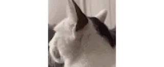 😳 f27d83f6 猫, 宠物, 动物, 家畜 telegram sticker