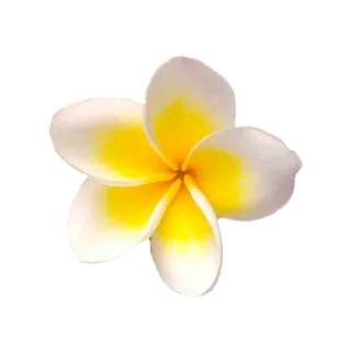 🌟 07d9a0ad flor, plumeria, tropical, branco, amarelo, perfumado telegram sticker