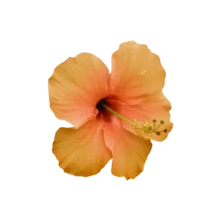 🌟 1fb79faa flor, hibisco, tropical, floral, botânico, planta telegram sticker