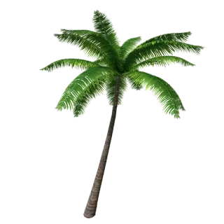 🌟 27167745 palmeira, tropical, natureza, planta, árvore telegram sticker