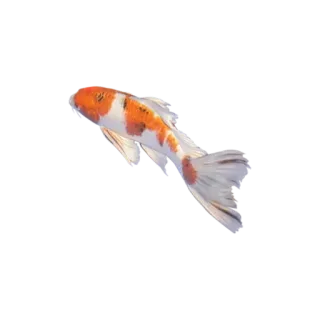 🌟 2758407e Koi, Peixe, Laranja, Branco, Animal, Aquático, Lago, Japonês telegram sticker