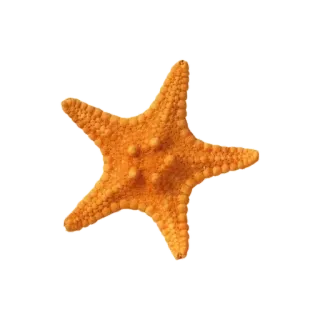 🌟 480f085a estrela do mar, estrela do mar, vida marinha, oceano, mar, vida selvagem telegram sticker