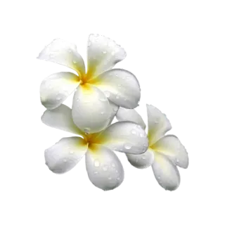 🌟 5b4d8b90 Plumeria, Flor, Branco, Tropical, Planta, Natureza, Floral telegram sticker