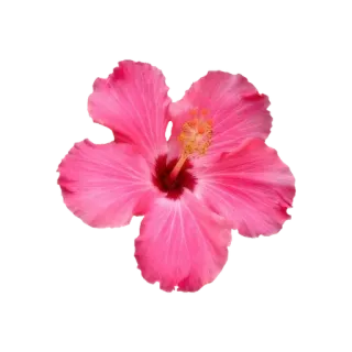 🌟 5d42aaab flor, hibisco, rosa, tropical, floral, florada, flor telegram sticker