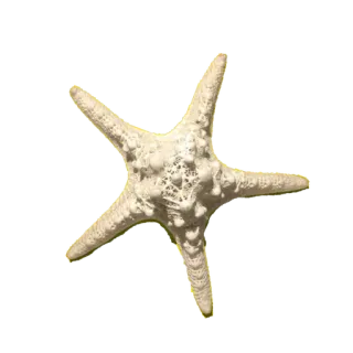 🌟 718269df estrela do mar, estrela do mar, oceano, vida marinha, aquático, natureza telegram sticker