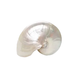 🌟 92b66c24 náutilo, concha, mar, oceano, espiral, natureza telegram sticker