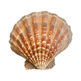 🌟 96809e2d concha, concha, oceano, praia, mar, natureza, vieira telegram sticker