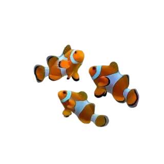 🌟 9b3335a8 peixe-palhaço, peixe, oceano, mar, vida marinha, aquário telegram sticker