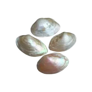 🌟 cd77c200 conchas, mar, oceano, natureza, marinho, animais, frutos do mar telegram sticker