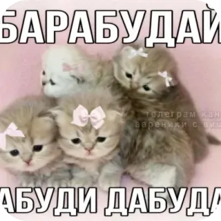 🐱 0554b53a БАРАБУДАЙ
АБУДИ ДАБУДА cats, kittens, cute, bows, meme telegram sticker