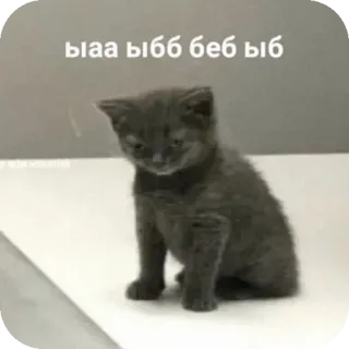 🐱 079a9b57 ыаа ыбб беб ыб cat, kitten, cute, gray, russian text telegram sticker