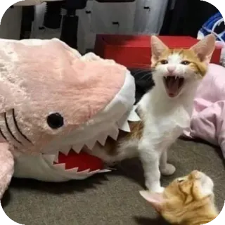 🐱 1cee2b84 cat, shark, kitten, animal, pet, cute, playful telegram sticker