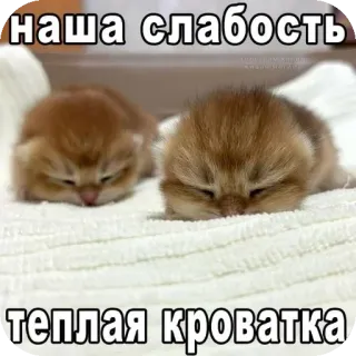 🐱 1d75c612 наша слабость
теплая кроватка kittens, cats, sleepy, cute, animals telegram sticker