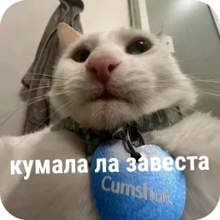 🐱 21bb4485 кумала ла завеста
Cumshot cat, offensive, humor, sticker, pet telegram sticker