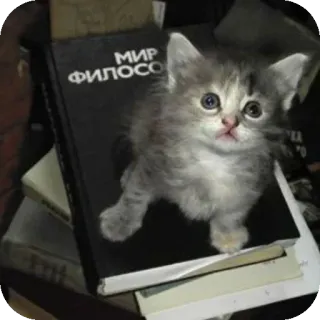 Больше стиков тут: @stikery4 telegram stickers