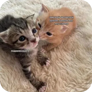 🐱 35169d8e химозный бисквитный рулетик, дающий мне тягу к жизни cat, kitten, cute, pet, animal, friendship telegram sticker
