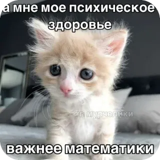 🐱 4e92fc37 а мне мое психическое здоровье важнее математики kitten, mental health, mathematics, humor, meme telegram sticker