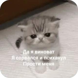 🐱 89f52592 Да я виноват
Я сорвался и психанул
Прости меня cat, kitten, cute, apology, sorry, pleading telegram sticker
