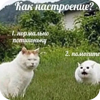 🐱 ac00d8c6 Как настроение?
1. нормально потихоньку
2. помогите cat, meme, funny, mood, russian telegram sticker