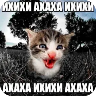 🐱 aff7fdc7 ИХИХИ АХАХА ИХИХИ
АХАХА ИХИХИ АХАХА cat, kitten, laughing, meme, animal, cute telegram sticker