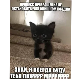 🐱 b3081630 ПРОЦЕСС ПРЕВРАЩЕНИЯ НЕ
ОСТАНОВИТЬ, УЖЕ СЛИШКОМ ПОЗДНО
ЗНАЙ, Я ВСЕГДА БУДУ
ТЕБЯ ЛЮРРРP MPPPPPPP cat, kitten, meme, funny, animal telegram sticker