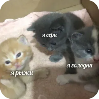 🐱 b9325f6a я рыжи
я сери
я голодни cats, kittens, funny, animals, pets telegram sticker