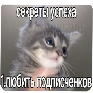 🐱 b9f7eb82 секреты успеха
1.ЛЮБИТЬ ПОДПИСЧЕНКОВ cat, kitten, secrets of success, love subscribers, russian, meme telegram sticker
