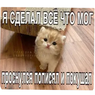🐱 cb99c90e Я СДЕЛАЛ ВСЁ ЧТО МОГ
проснулся пописал и покушал cat, kitten, cute, meme, funny, animal telegram sticker