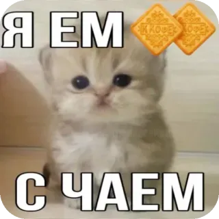 🐱 d9017d87 Я ем с чаем cat, kitten, tea, cookie, cute, meme telegram sticker
