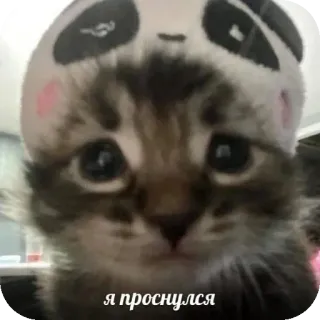 🐱 e26fba87 я проснулся cat, kitten, panda, hat, cute, animal, sleepy, wake up telegram sticker