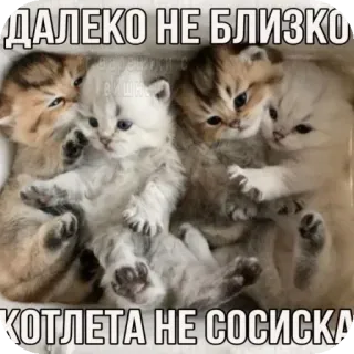 🐱 e603d8e7 ДАЛЕКО НЕ БЛИЗКО
КОТЛЕТА НЕ СОСИСКА cats, kittens, meme, funny, animals, cute telegram sticker